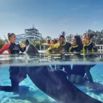 Swimming-with-Dolphins-and-Marine-Life